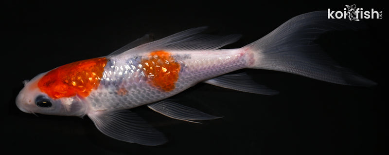 6" GINRIN GOROMO BUTTERFLY