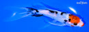 6.75" KUCHIBENI SANKE BUTTERFLY