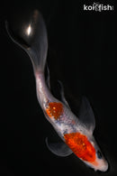 6" GINRIN GOROMO BUTTERFLY