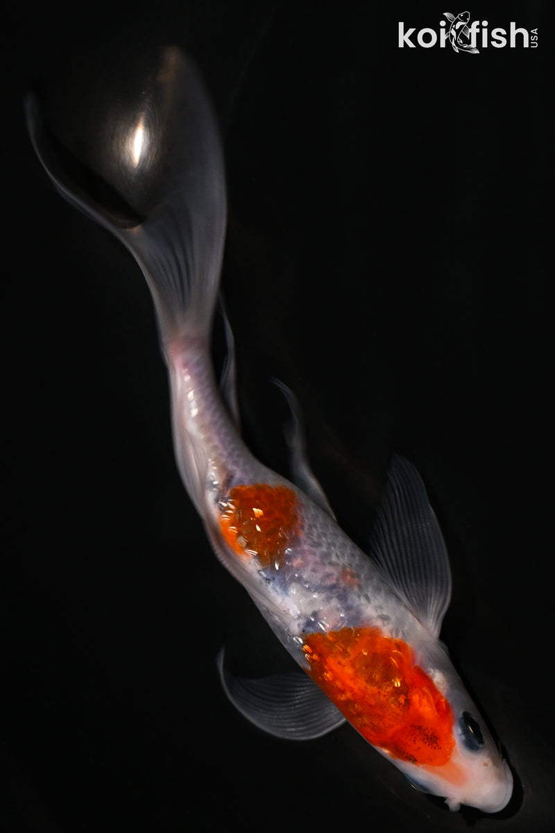 6" GINRIN GOROMO BUTTERFLY