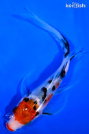 6.75" KUCHIBENI SANKE BUTTERFLY