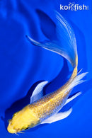 5.25" GINRIN LEMON HARIWAKE BUTTERFLY