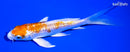 5.25" GINRIN HARIWAKE BUTTERFLY