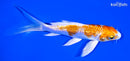 5.25" GINRIN HARIWAKE BUTTERFLY