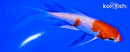 5" GINRIN HARIWAKE BUTTERFLY