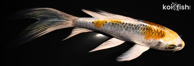 6" KUJAKU BUTTERFLY