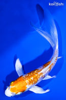 5.25" GINRIN HARIWAKE BUTTERFLY