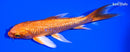 5.5" ORENJI OGON BUTTERFLY