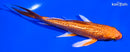 5.5" ORENJI OGON BUTTERFLY