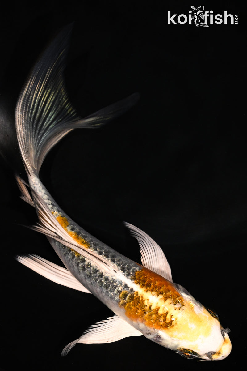 6" KUJAKU BUTTERFLY