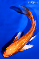 5.5" ORENJI OGON BUTTERFLY