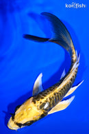 5.75" KIN KIKOKURYU BUTTERFLY