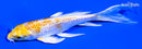 5.25" GINRIN LEMON HARIWAKE BUTTERFLY