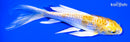 5.25" GINRIN LEMON HARIWAKE BUTTERFLY