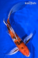 9" YAMATO NISHIKI BUTTERFLY