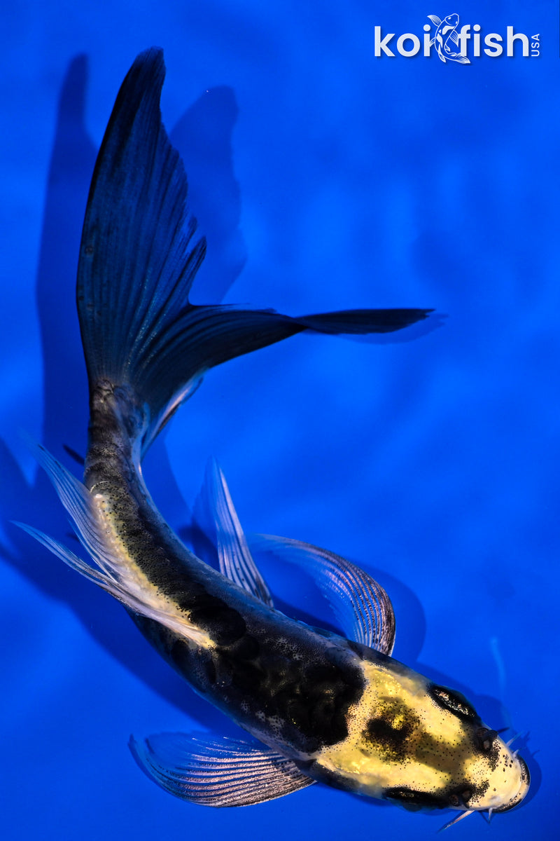 5" KABUTO BUTTERFLY