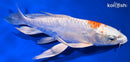 8.5" KIKUSUI BUTTERFLY