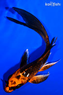 5.75" BENI KIKOKURYU BUTTERFLY