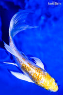 5.25" GINRIN LEMON HARIWAKE BUTTERFLY