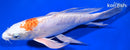 8.5" KIKUSUI BUTTERFLY