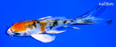5" GINRIN YAMATO NISHIKI BUTTERFLY