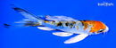 5" GINRIN YAMATO NISHIKI BUTTERFLY