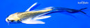 5.5" KIN KI MATSUBA BUTTERFLY