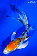 5" GINRIN YAMATO NISHIKI BUTTERFLY