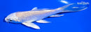 5" PLATINUM OGON BUTTERFLY