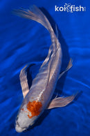 8.5" KIKUSUI BUTTERFLY