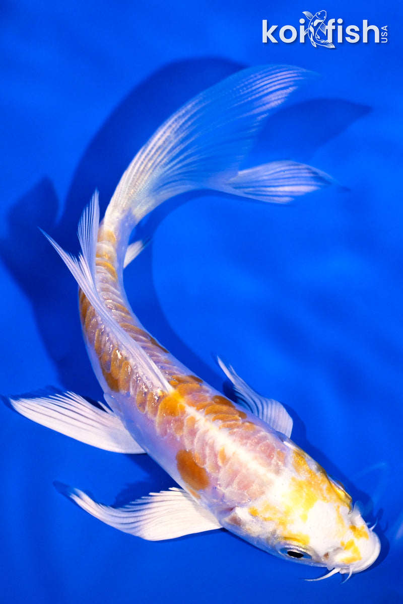 5.25" ARAGOKE LEMON HARIWAKE BUTTERFLY