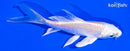 5" PLATINUM OGON BUTTERFLY