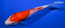 5.5" KOHAKU