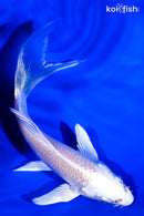 5" PLATINUM OGON BUTTERFLY
