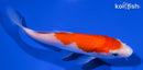 5.5" KOHAKU