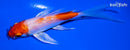 4.75" HARIWAKE BUTTERFLY