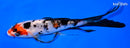 6" SHOWA BUTTERFLY
