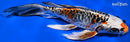 8.75" BENI KIKOKURYU BUTTERFLY