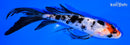 6" SHOWA BUTTERFLY