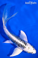 5.5" ARAGOKE KIKOKURYU BUTTERFLY