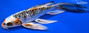 8.75" BENI KIKOKURYU BUTTERFLY