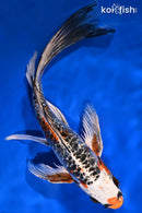 8.75" BENI KIKOKURYU BUTTERFLY