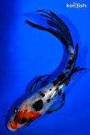 6" SHOWA BUTTERFLY