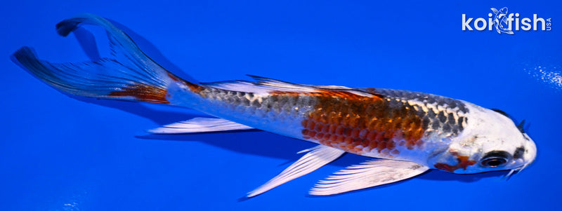 5" KUJAKU BUTTERFLY