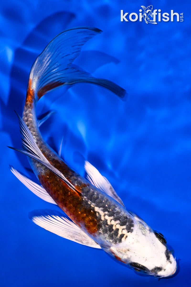 5" KUJAKU BUTTERFLY