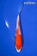 5.5" KOHAKU