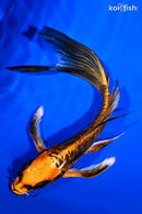 6.5" BENI KIKOKURYU BUTTERFLY