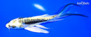 5.5" KIN KIKOKURYU BUTTERFLY