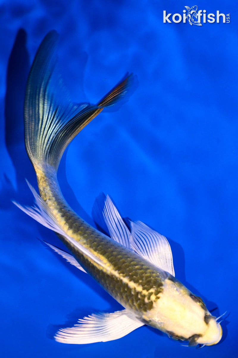 5.25" KI MATSUBA BUTTERFLY