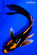6" ORENJI MATSUBA BUTTERFLY